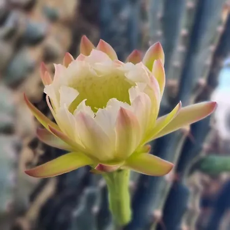 Apartment Cactus - Blooming Garden Kalamata