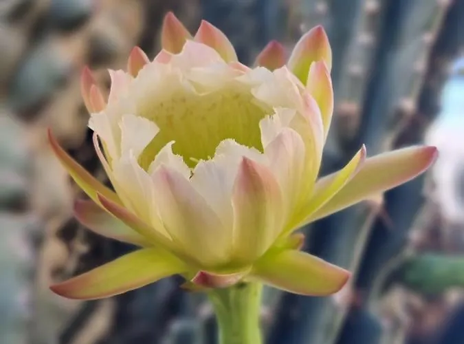 Διαμέρισμα Cactus - Blooming Garden Καλαμάτα